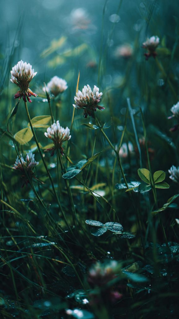 Wallpaper Aesthetic Green