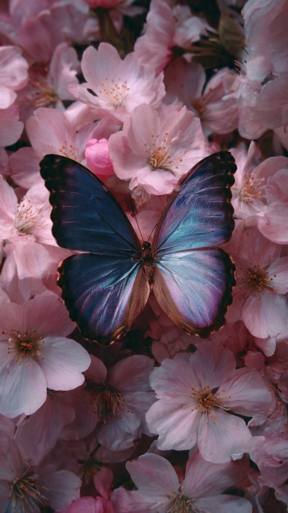 butterfly aesthetic wallpaper 3
