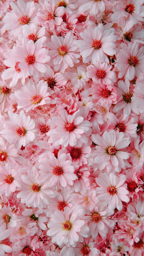 pastel pink daisy field wallpaper