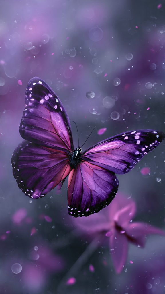 purple butterfly dream wallpaper 1