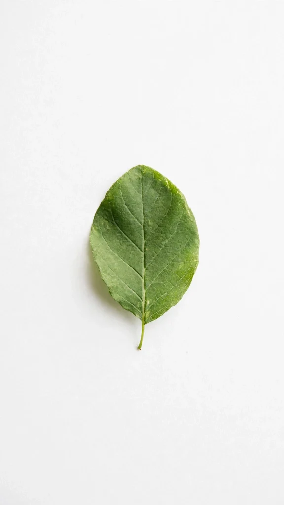 Single green leaf on white background