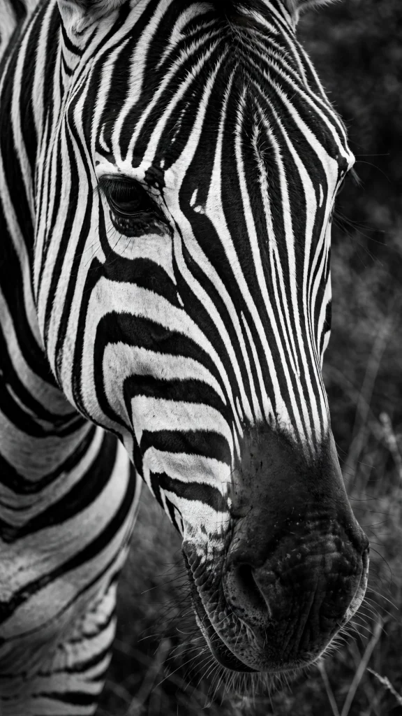17 Stunning Wallpapers Black and White (Free HD) 2 Black and white close-up of a zebra
