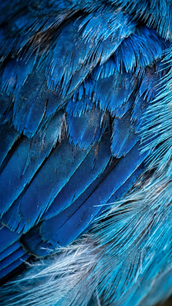 Close up of vivid blue bird feathers wallpaper backgrounds blue