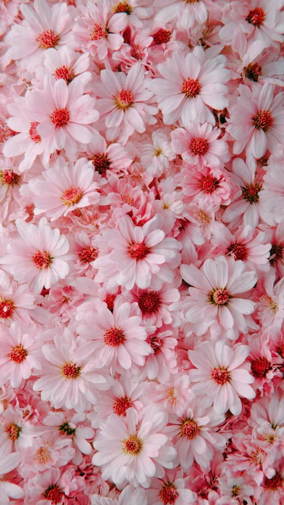 π Aesthetic Pink Pastel Wallpaper Ideas That Make Your Screen Feel Soft & Dreamy 7 pastel pink daisy field wallpaper